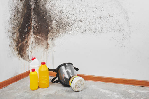 Best Mold Removal Process  in Dallas Center, IA