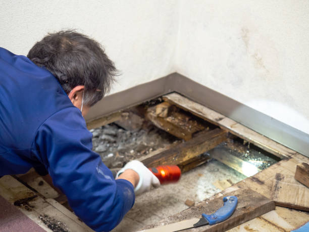 Best Attic Mold Removal  in Dallas Center, IA