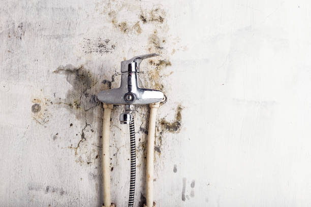 Best Mold Removal Near Me  in Dallas Center, IA