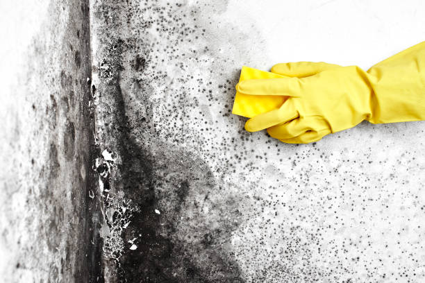 Home Mold Removal in Dallas Center, IA