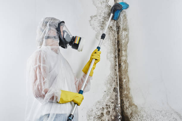 Best Professional Mold Removal  in Dallas Center, IA